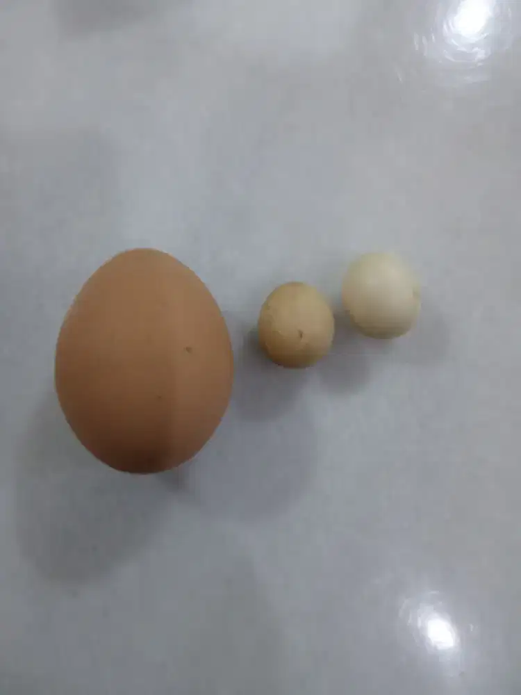 Telur ayam jantan