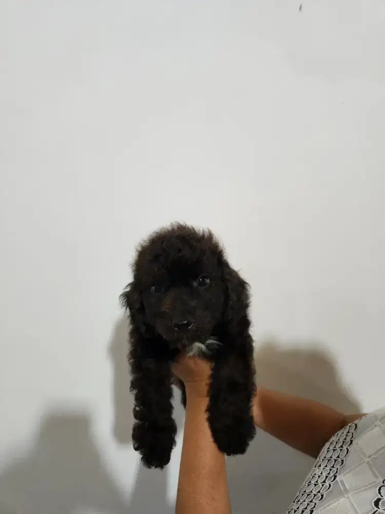 Pure poodle jantan 1,5 bulan