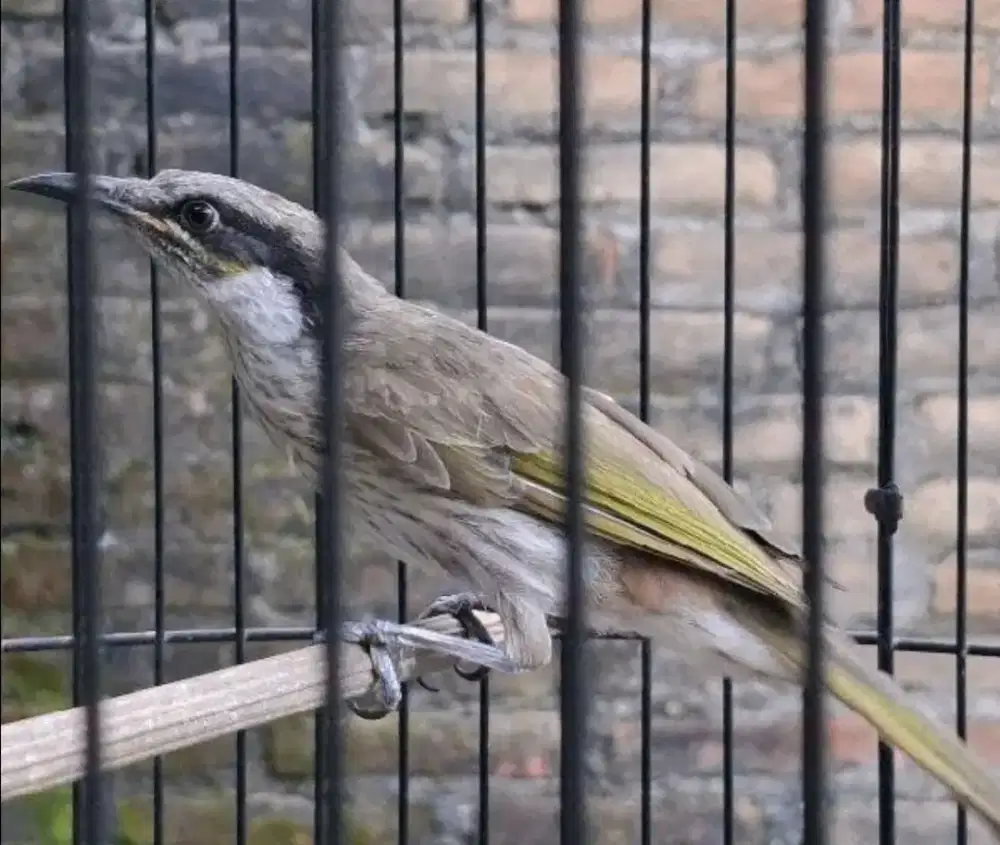 Dijual Cucak Pantai Papua