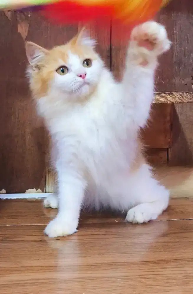 Kucing kitten non standart longhair jantan