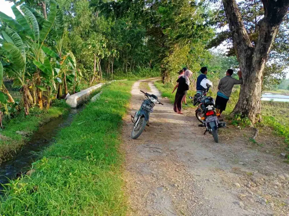 Sawah Aktif Murah Bantengan Madiun