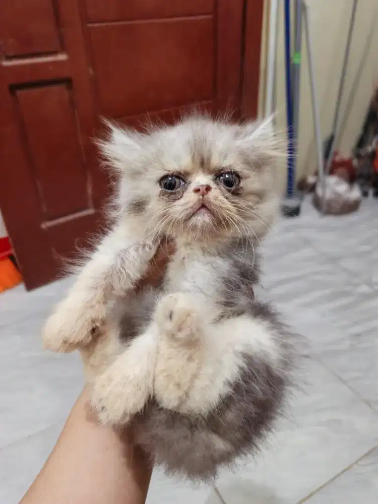 Kitten betina flat bulu kapas panjang lebat 2.5bln