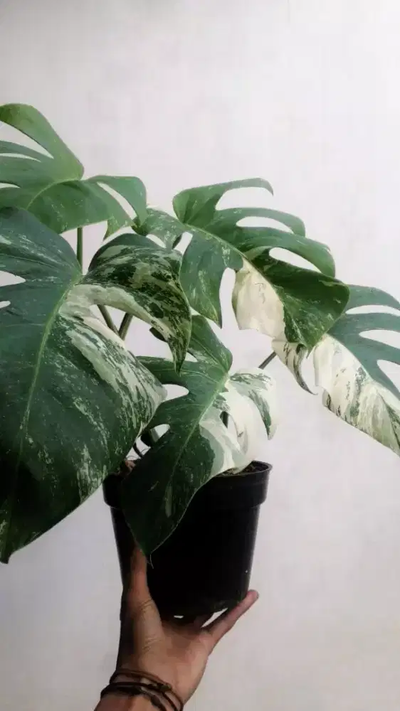 Host live Tanaman Wanita usia 20-40 tahun