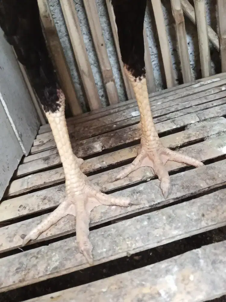 Bangkok selatan baru turun dari bok UK 4 bisa lebih