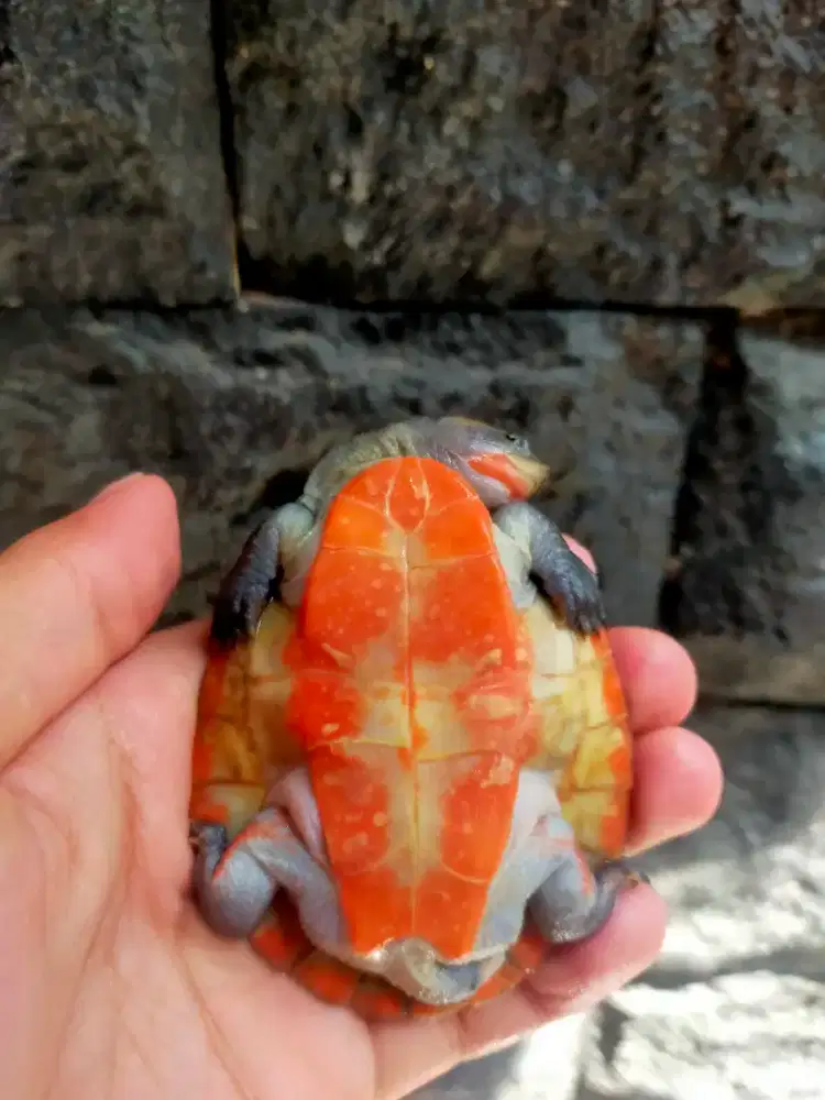 Kura-kura Damer Dada Merah