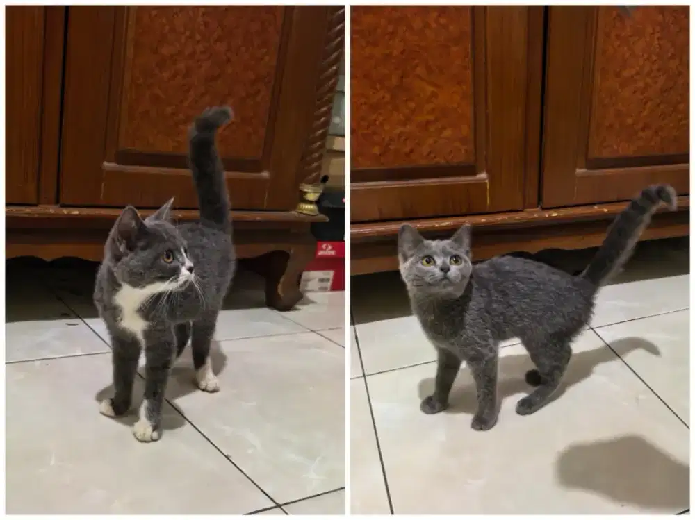 LA 2 BSH Jantan dan Betina