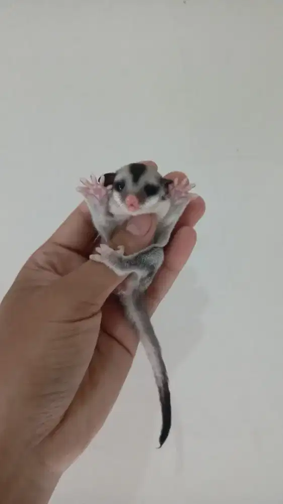 Joey sugar glider