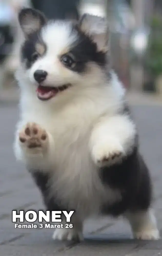 Corgi longhair tricolor betina •HONEY•