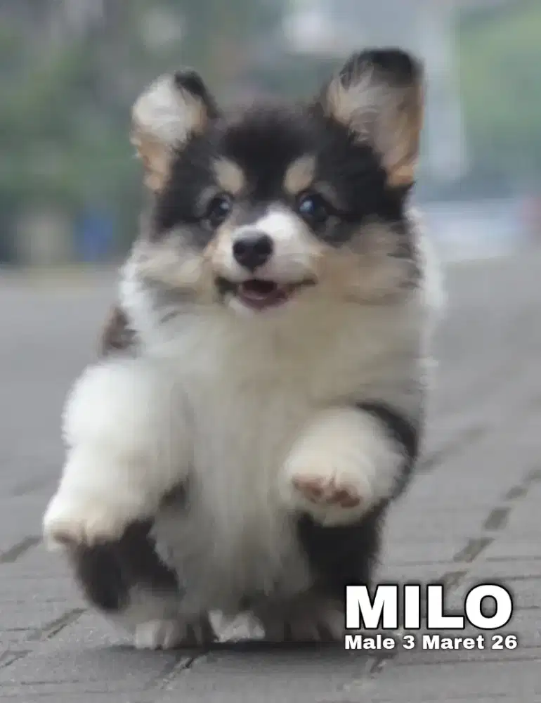 Corgi longhair tricolor jantan •MILO•