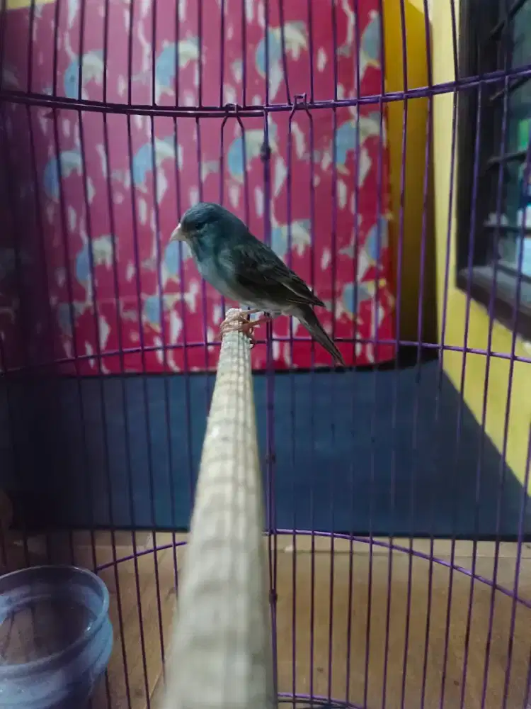 Lokal abu polos pejantan isi produksi 1×