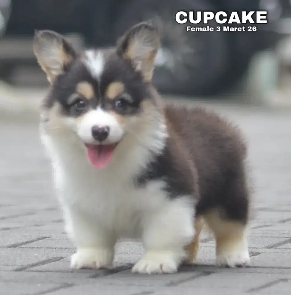 Corgi longhair tricolor betina •CUPCAKE•