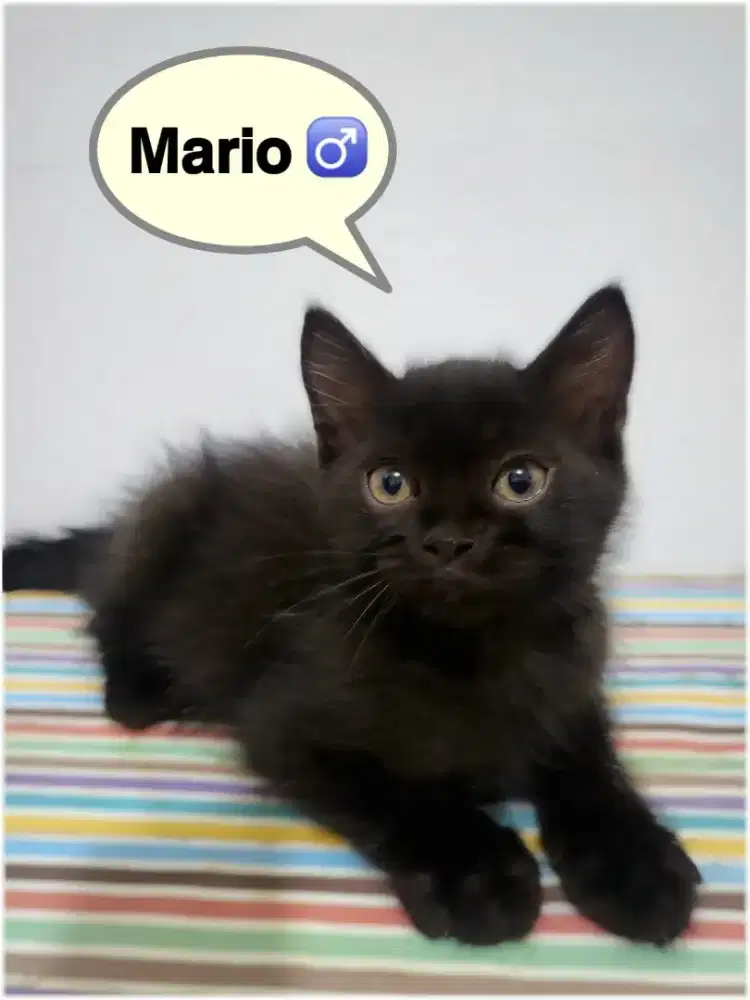 BSH mix Persian Jantan 3.5bulan