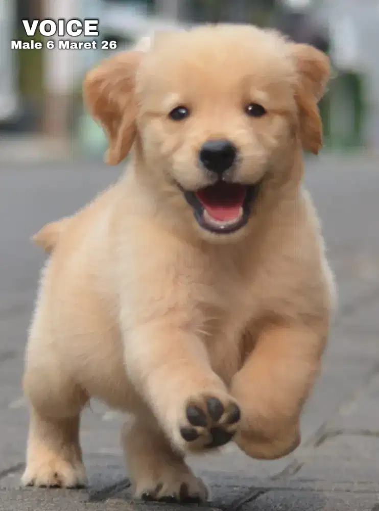 Golden ret betina •VOICE•