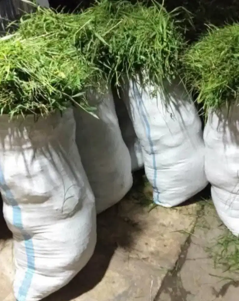 Pakan sapi perkarung