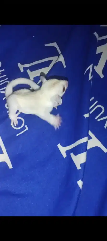 Sugar glider cremino mozaik