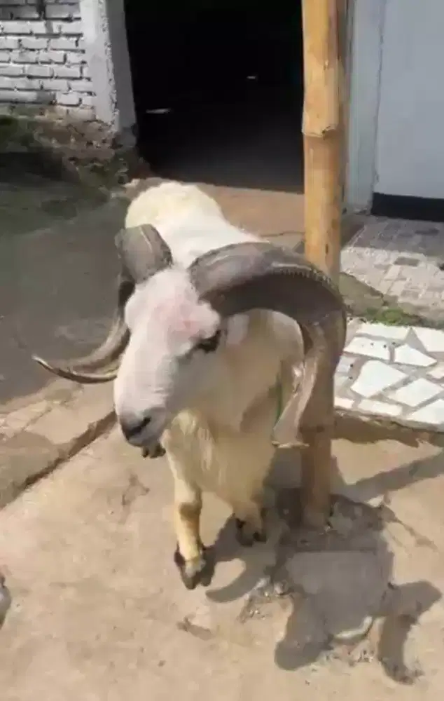 Domba Qurban Kelas Jumbo & Extrem