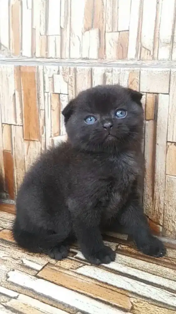 Kitten scottish fold