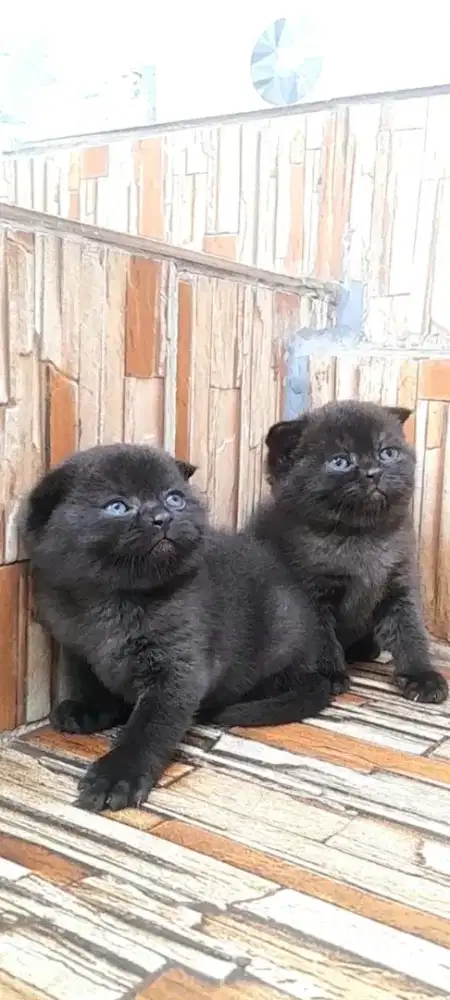Scottish fold sepasang