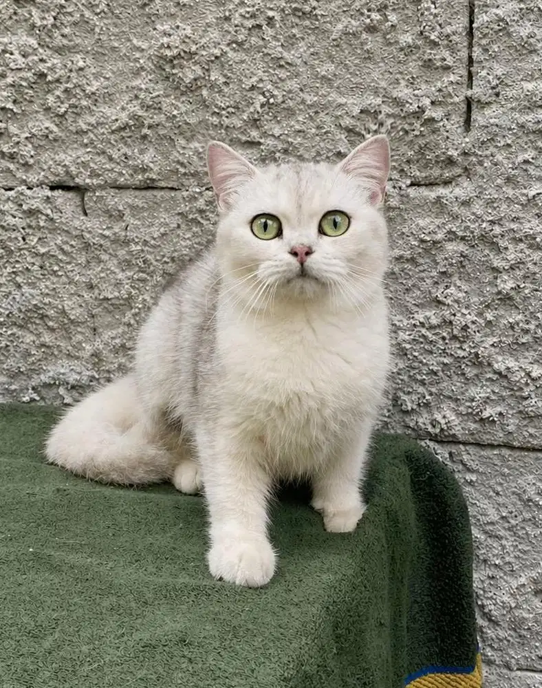 British shorthair silver dan golden