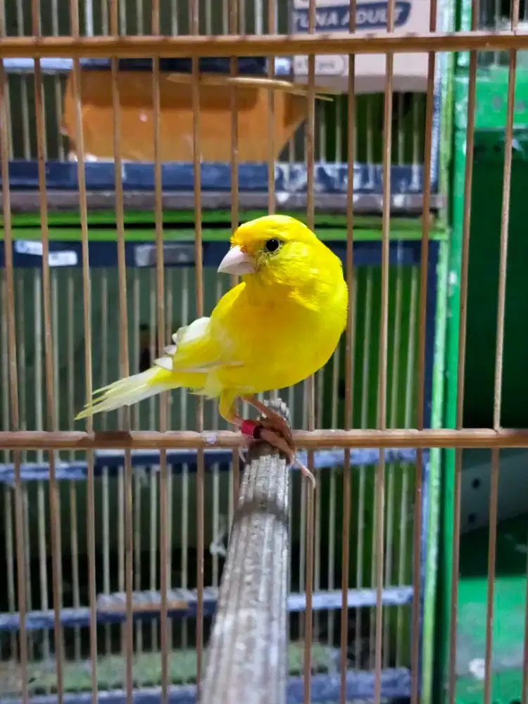 Burung kenari kuning stabilo jantan gacor