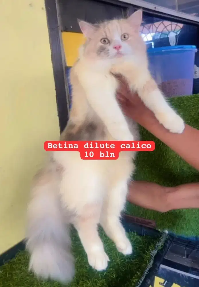 Kucing persia 10 bln gembul gendut ekor kemoceng