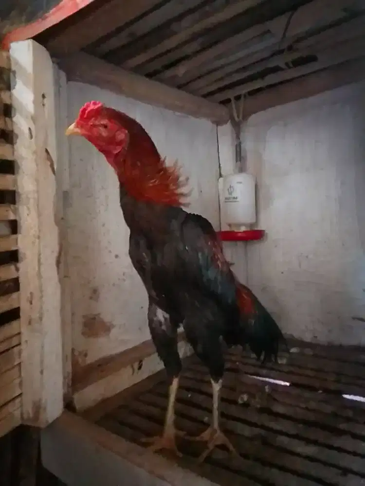 AYAM BANGKOK JAJALON