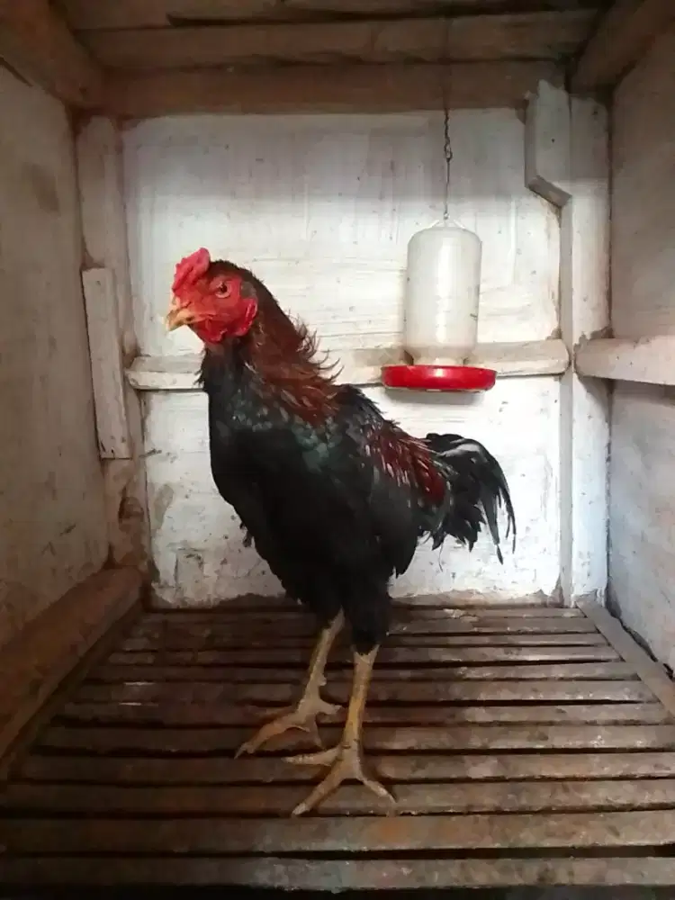 AYAM BANGKOK JAJALON