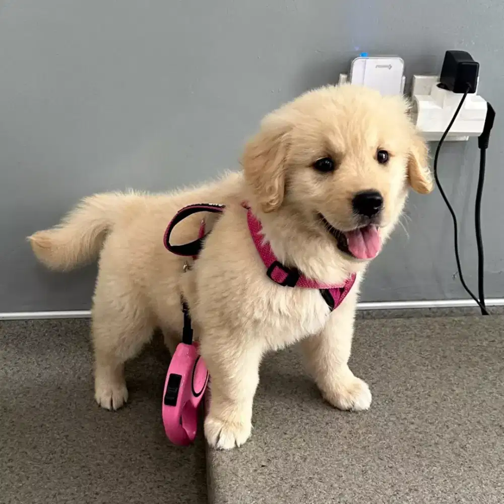 ANJING GOLDEN RETRIEVER