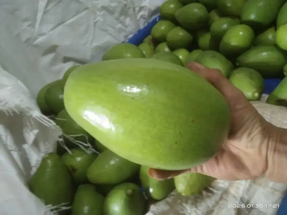 Buah Alfukat alami dari pohon langsung