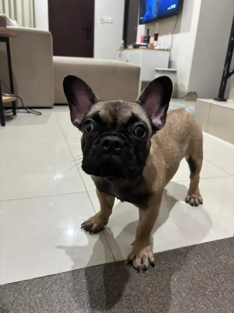 French Bulldog Fawn 9 Bulan