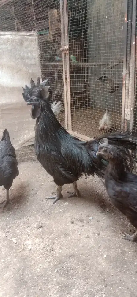 Ayam cemani lidah hitam
