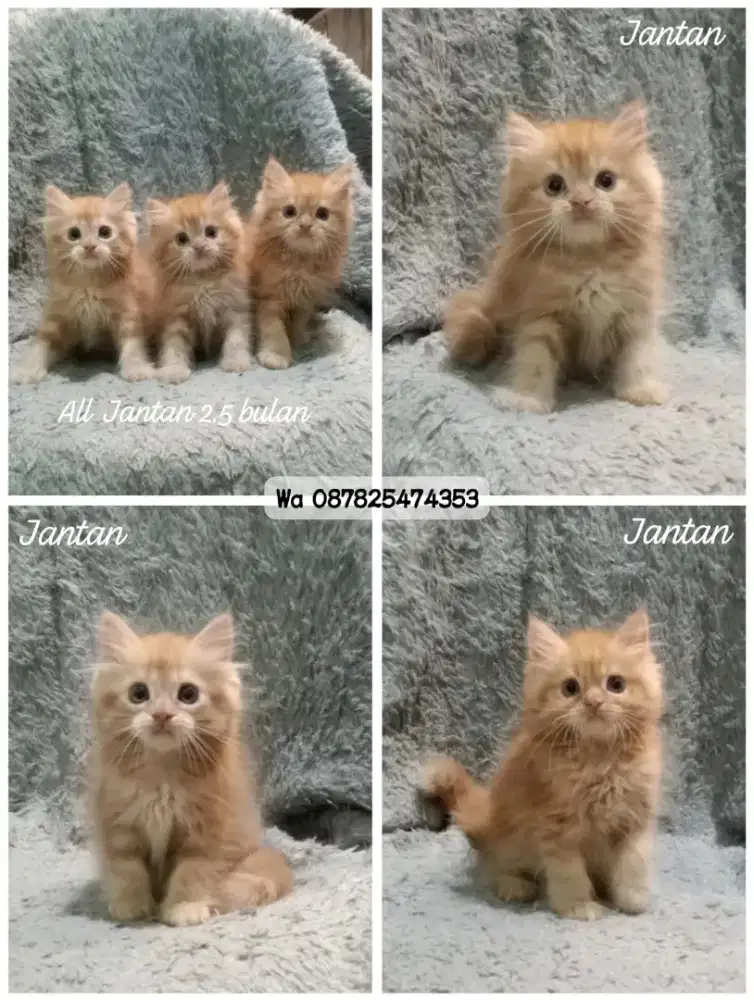 Kucing persia gimbul