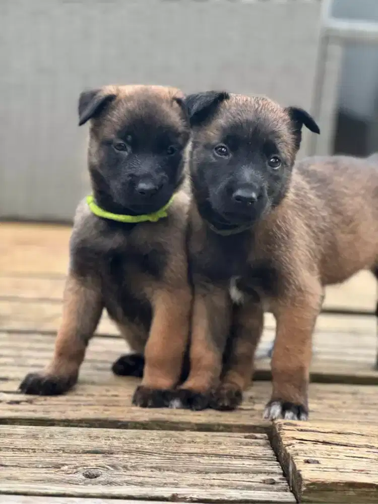 PUPPY ANJING BELGIAN MALINOIS