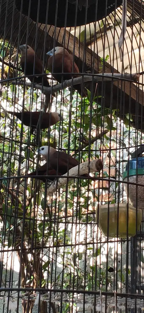 Burung Emprit Pipit Bondol Borongan Murah 7 Ekor