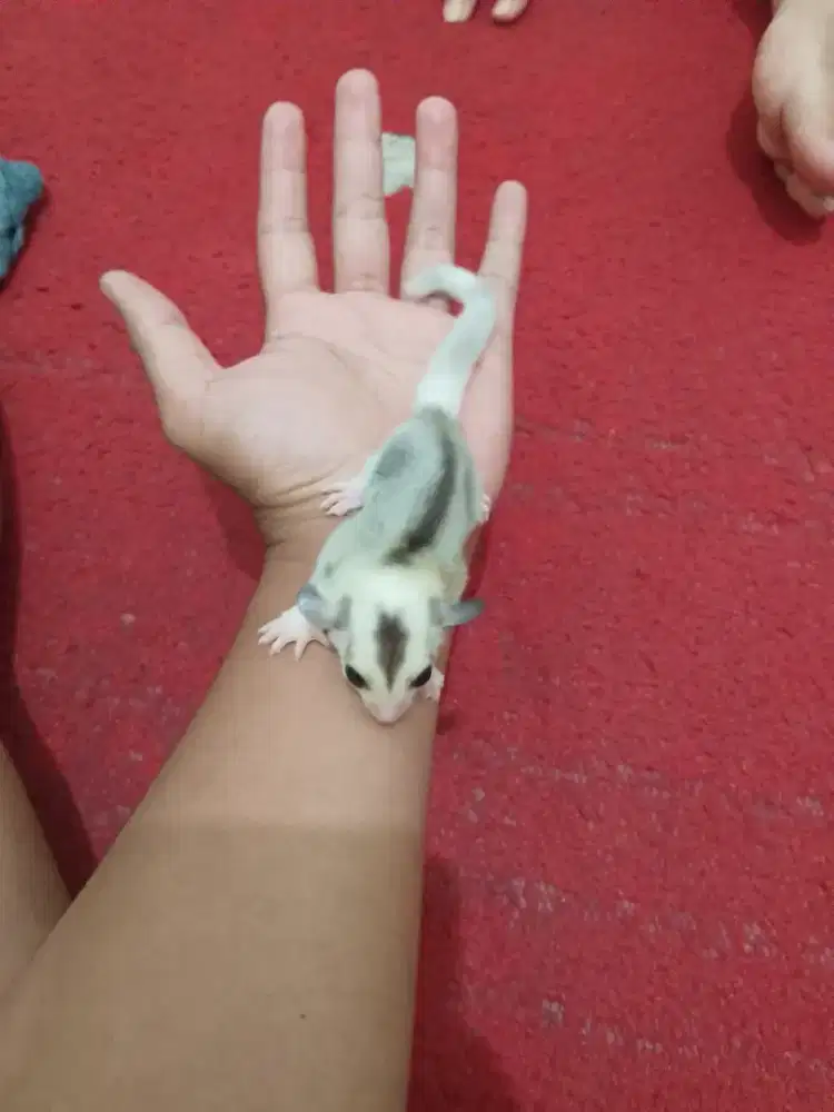 Sugar glider mozaic