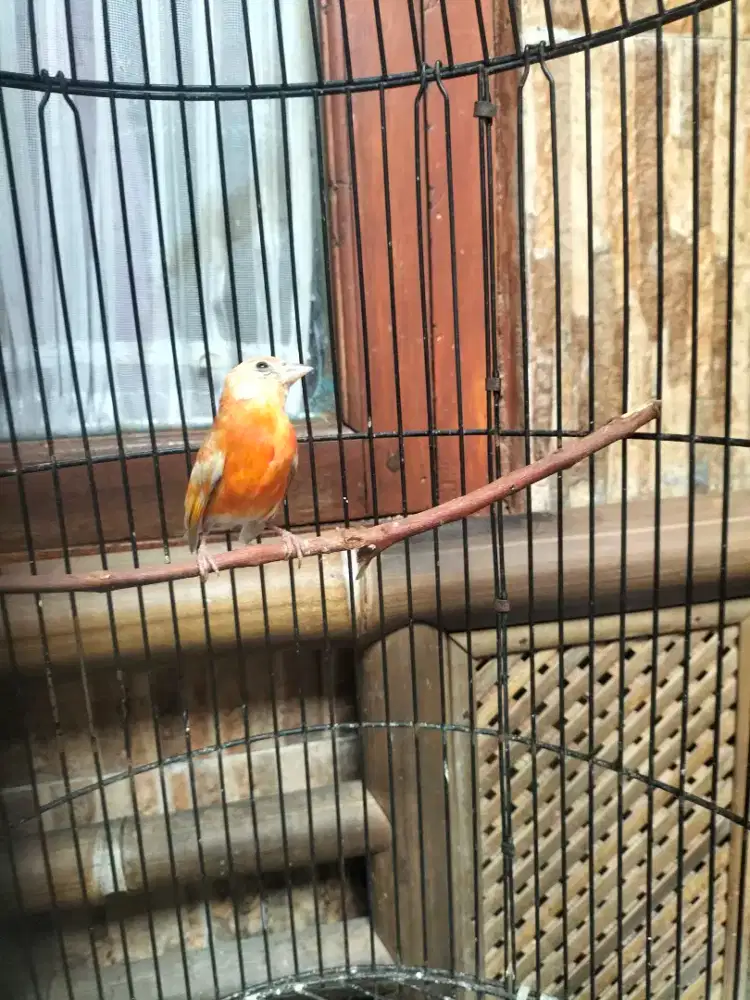 Burung siskin dobel dilute remaja warna joss mental joss