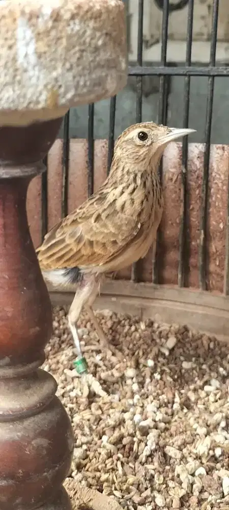 Burung sonca oriental usia mapan rajin bunyi