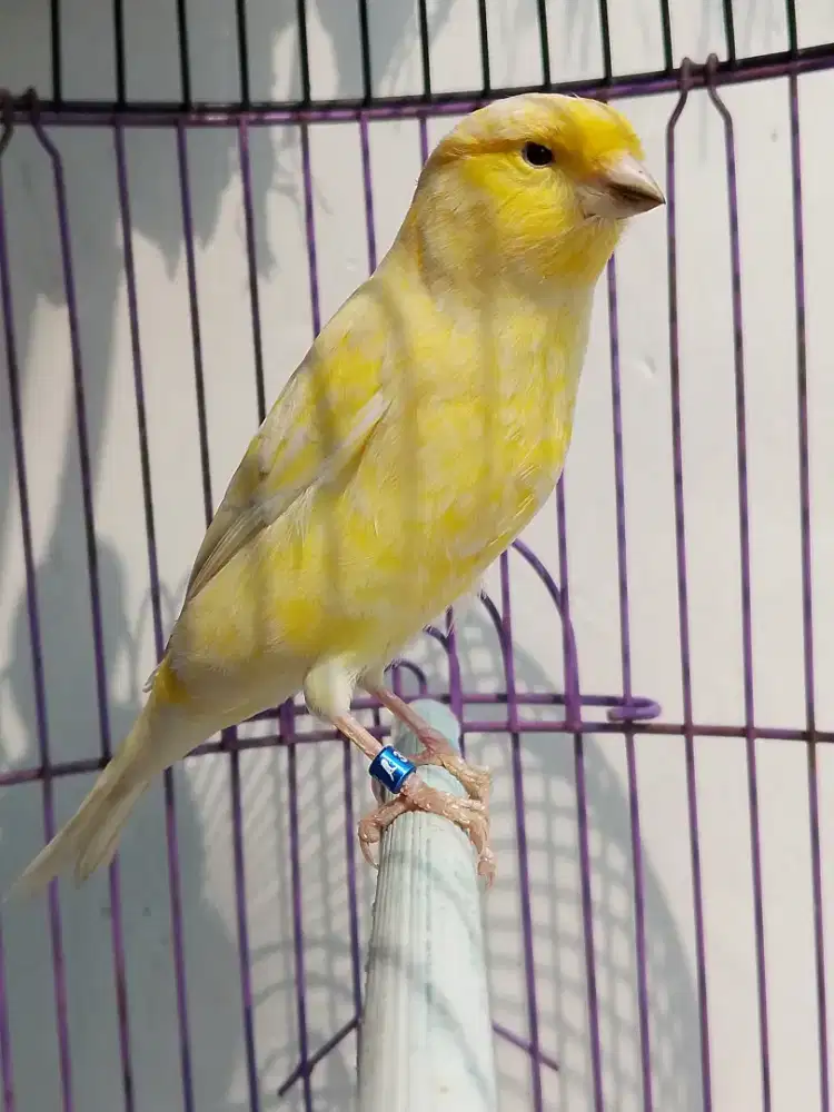 Burung kenari PAUD seri F1 Rasmi ekstra joss