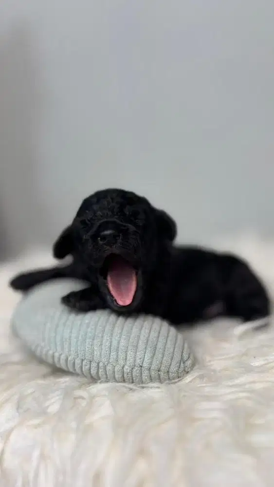 OPEN ADOPSI TOY ANAKAN TOY POODLE