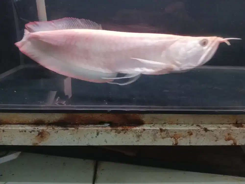 Arwana silver albino