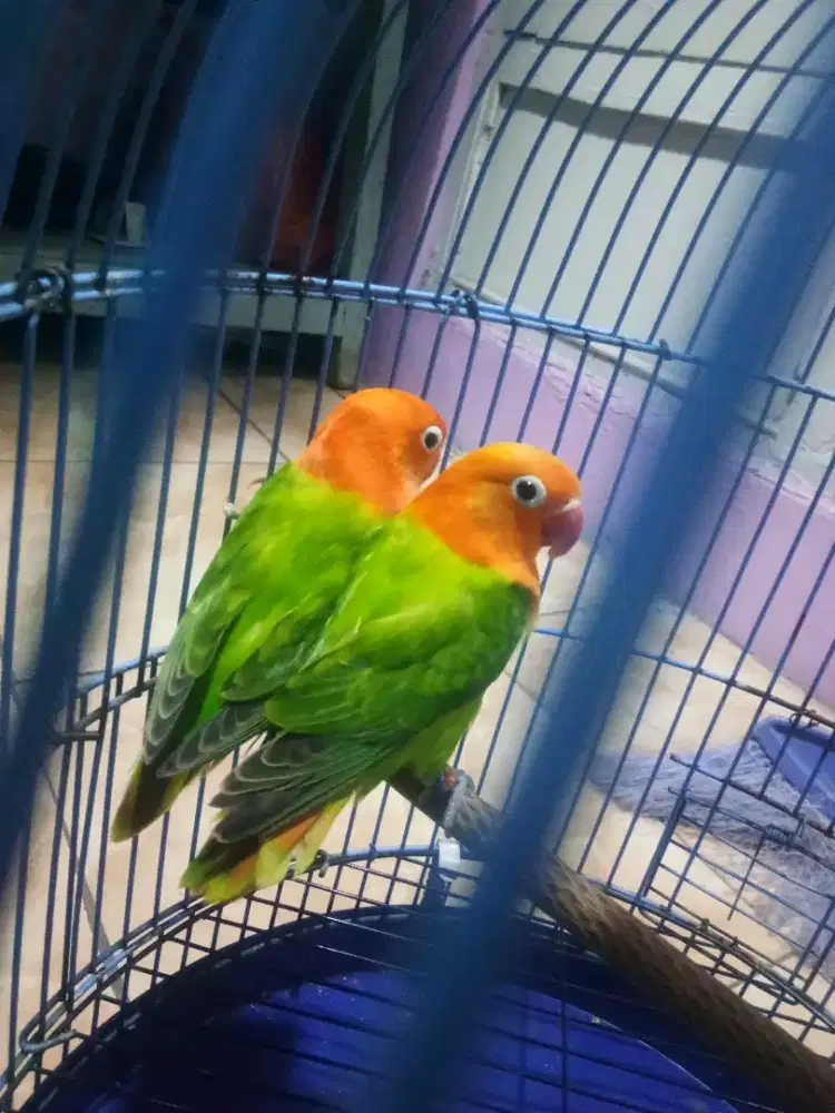 Burung lovebird sepasang biola split