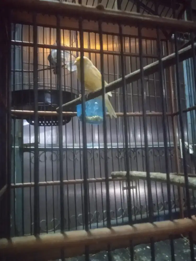 Rejeki bandangan kenari masih paud loper kurang paham .