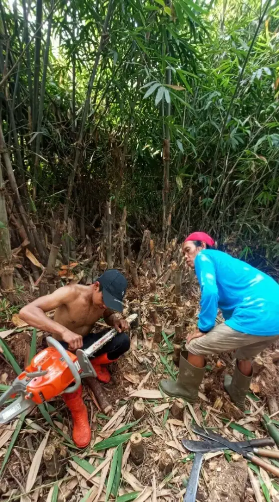 jasa tebang pohon profesional