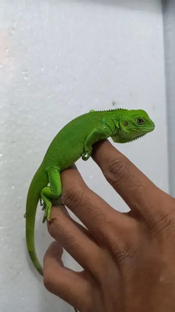 Iguana togreen gacoan kontes