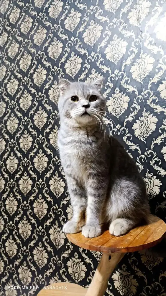 Scottish Fold Kitten Male