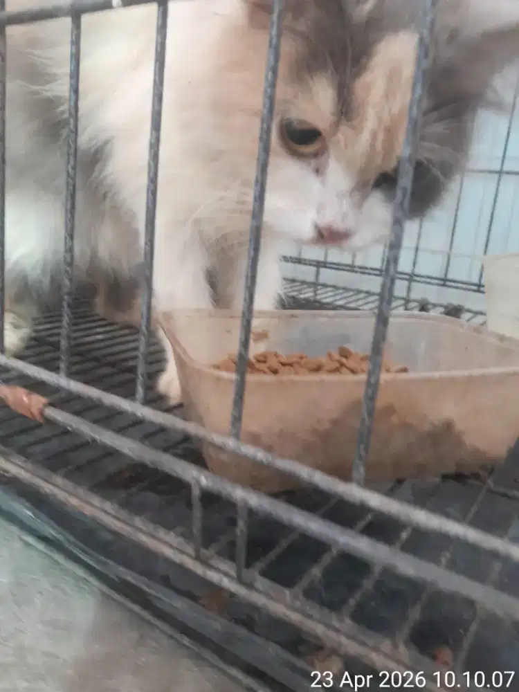 Kucing persia plus kandang besar