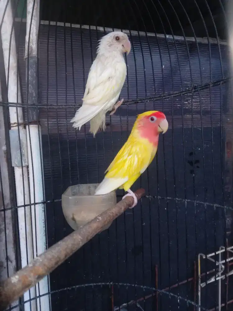 Lovebird nk sepasang mata merah