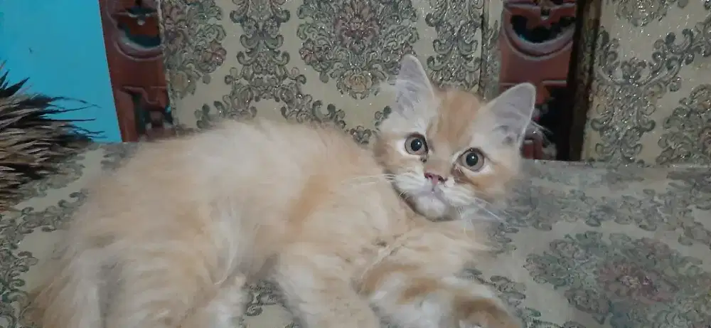 Kitten jantan 3.5bulan