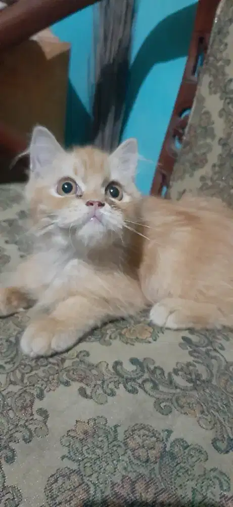 Kitten Jantan 3.5 bulan manja