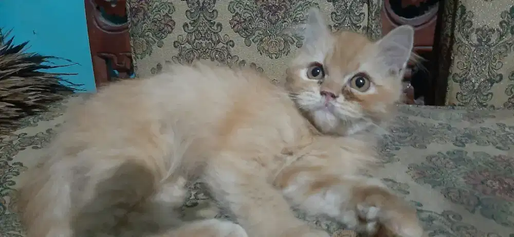 Kitten Jantan flatnose